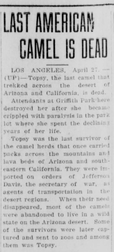 ‘Last American Camel is Dead’ Topsy’s obituary, Madera Tribune, published April 27th, 1934.